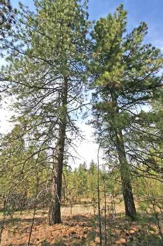 39405 North Jackson Road Elk, WA 99009 - Photo 4 of 9