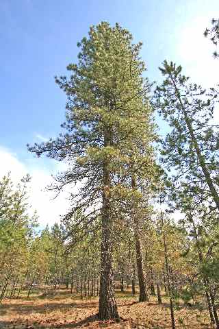 39405 North Jackson Road Elk, WA 99009 - Photo 7 of 9