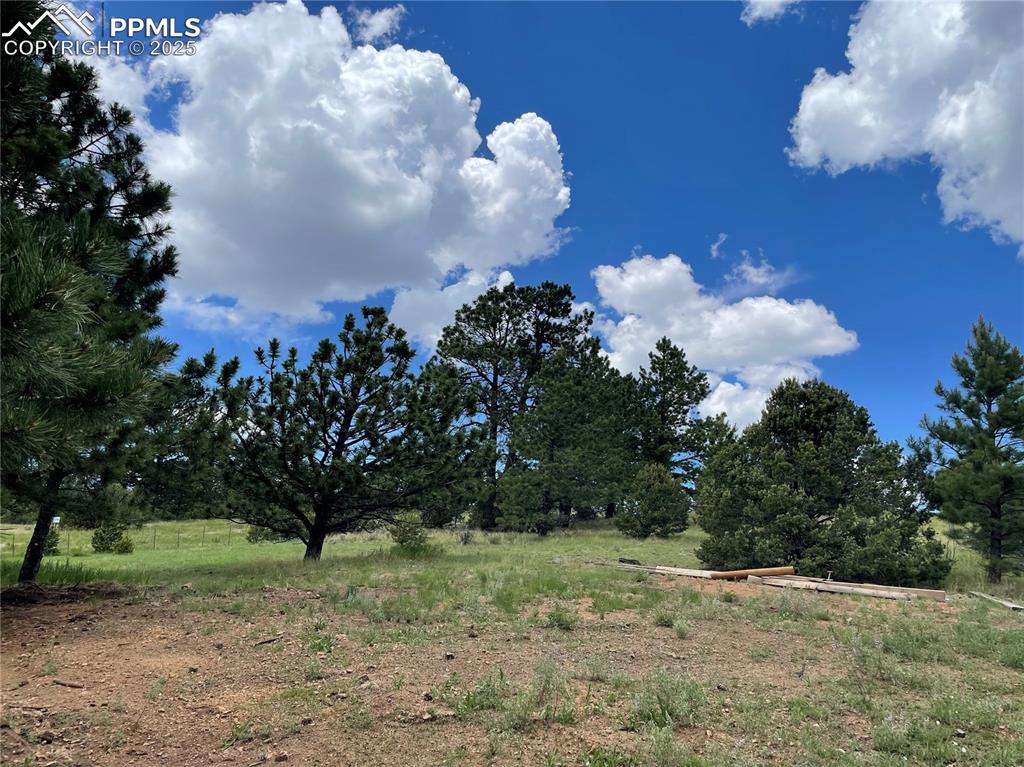 291 Junkins Loop Westcliffe, CO 81252 - Photo 35 of 41 a view of a tree in a yard