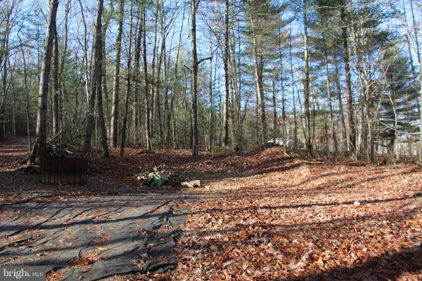 a view of a park with large trees