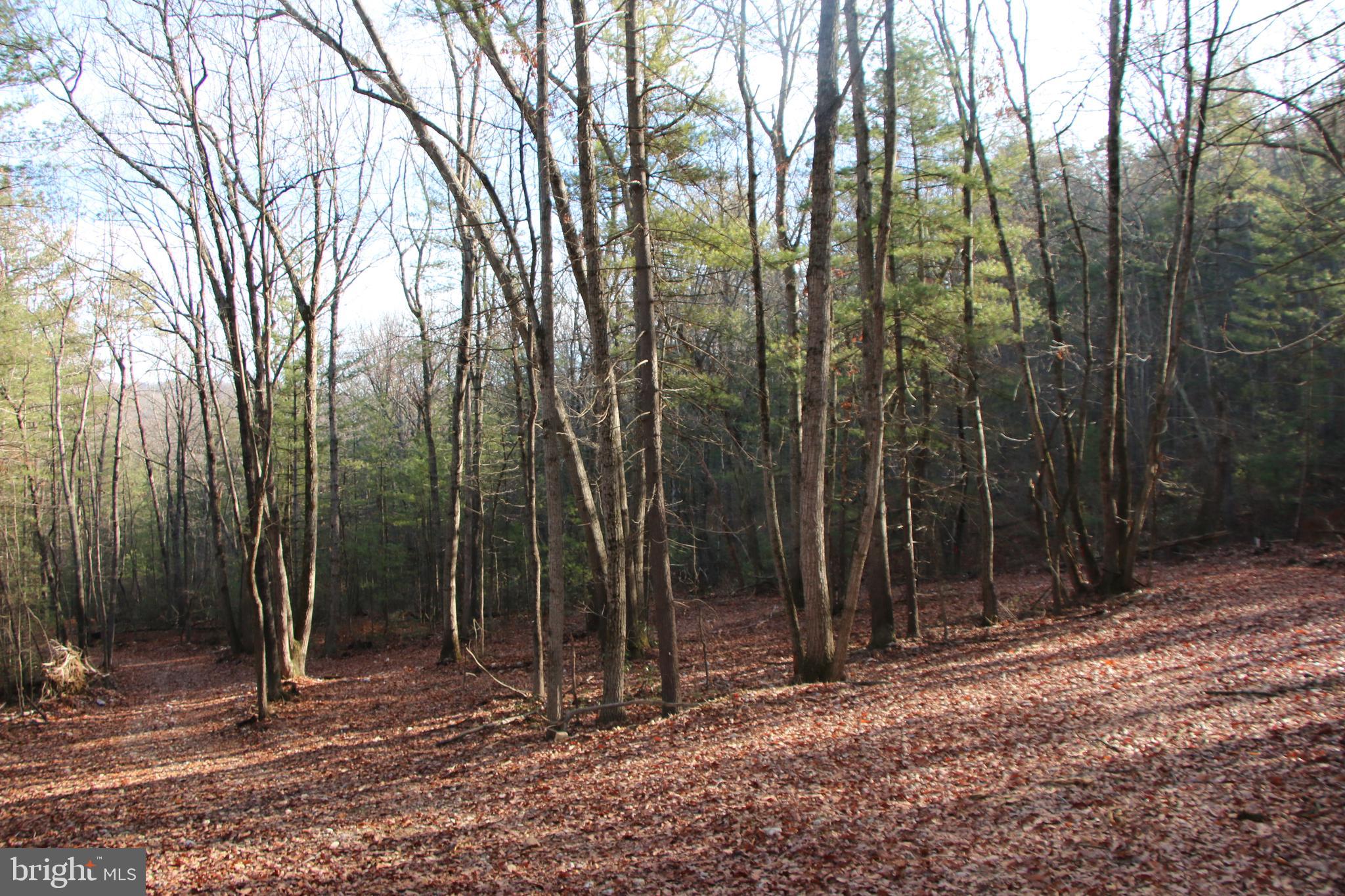 Valley Burg Road Luray, VA 22835 - Photo 2 of 61