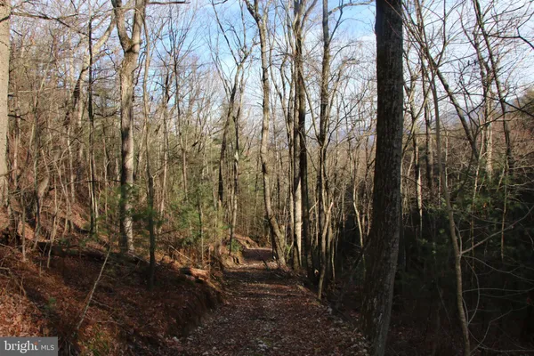 a view of a forest with lots of trees