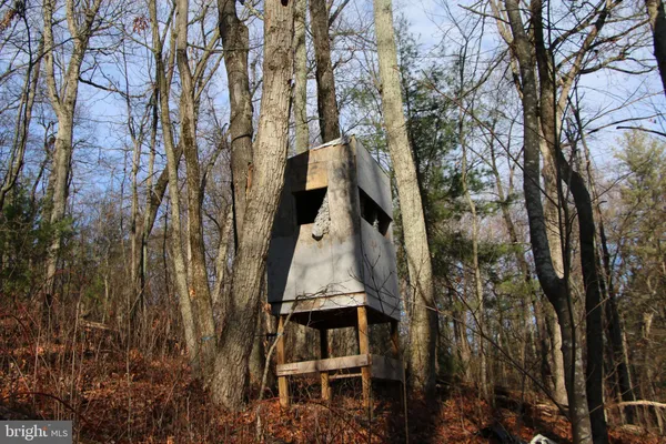 a view of a forest with trees in the background