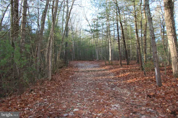 a view of a forest with trees