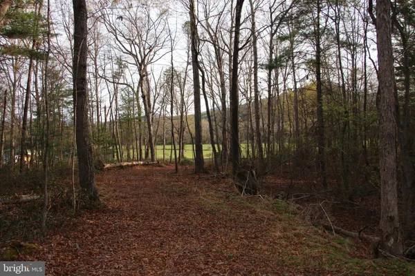 a view of a forest filled with trees