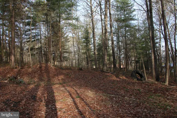a view of a forest with trees in the background