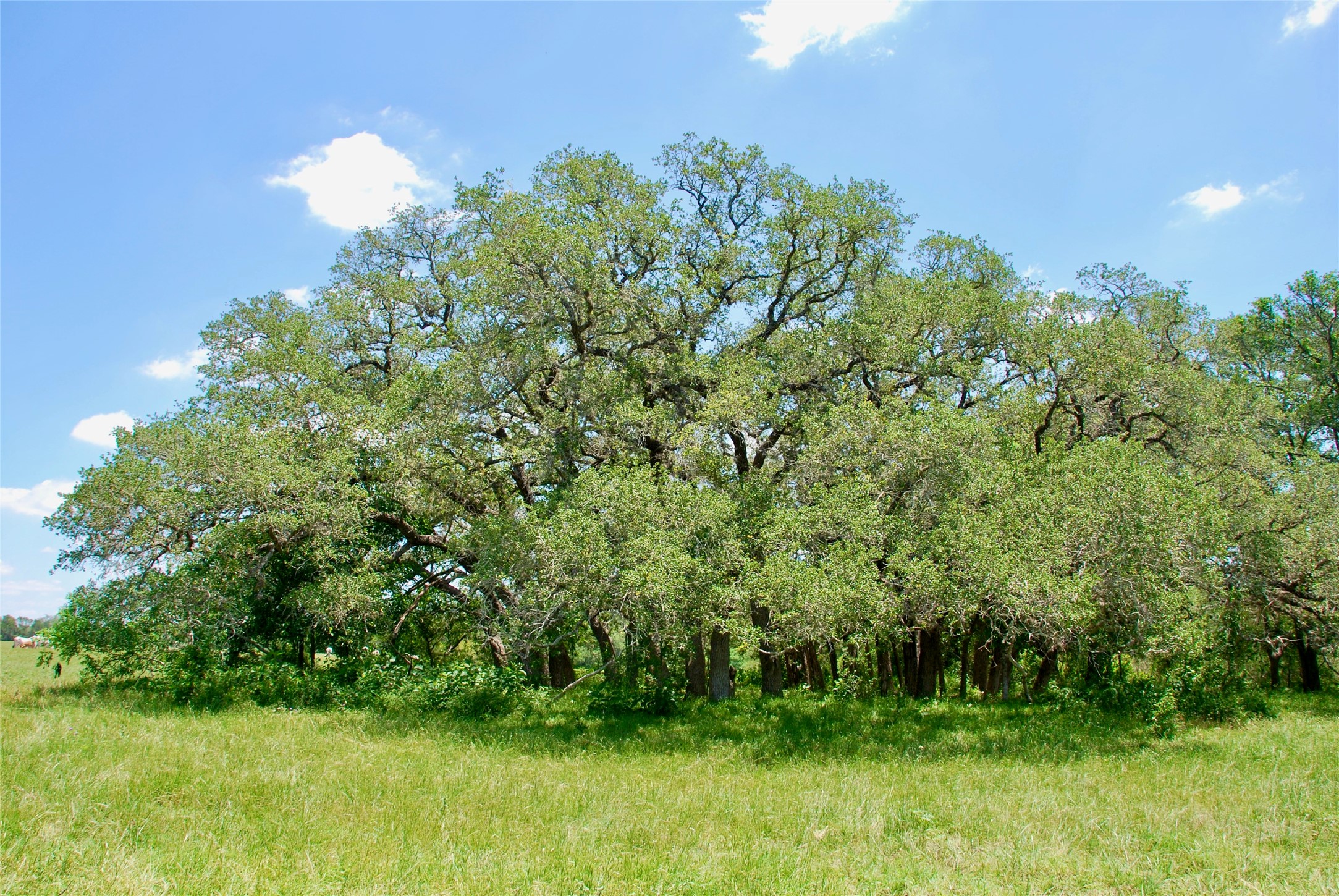 2170 Langdon Road Weimar, TX 78962 - Photo 15 of 31