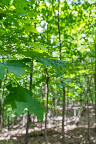 $55,000 | 0 Preservation Drive, Unit 29, South Pittsburg, TN 37380