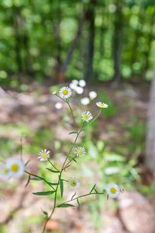 $55,000 | 0 Preservation Drive, Unit 29, South Pittsburg, TN 37380