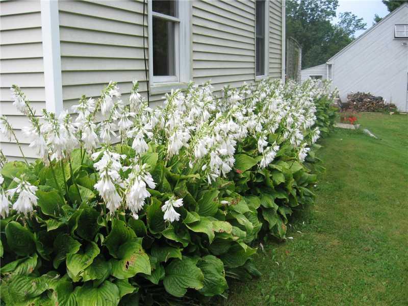 705 Dutch Neck Road Waldoboro, ME 04572 - Photo 26 of 31 Exterior Front. Lovely flowers...