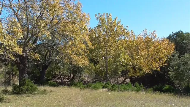 a view of a yard with trees