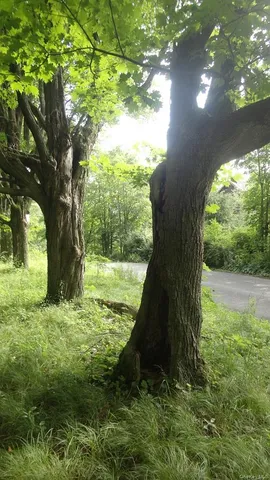 a view of a garden with a tree