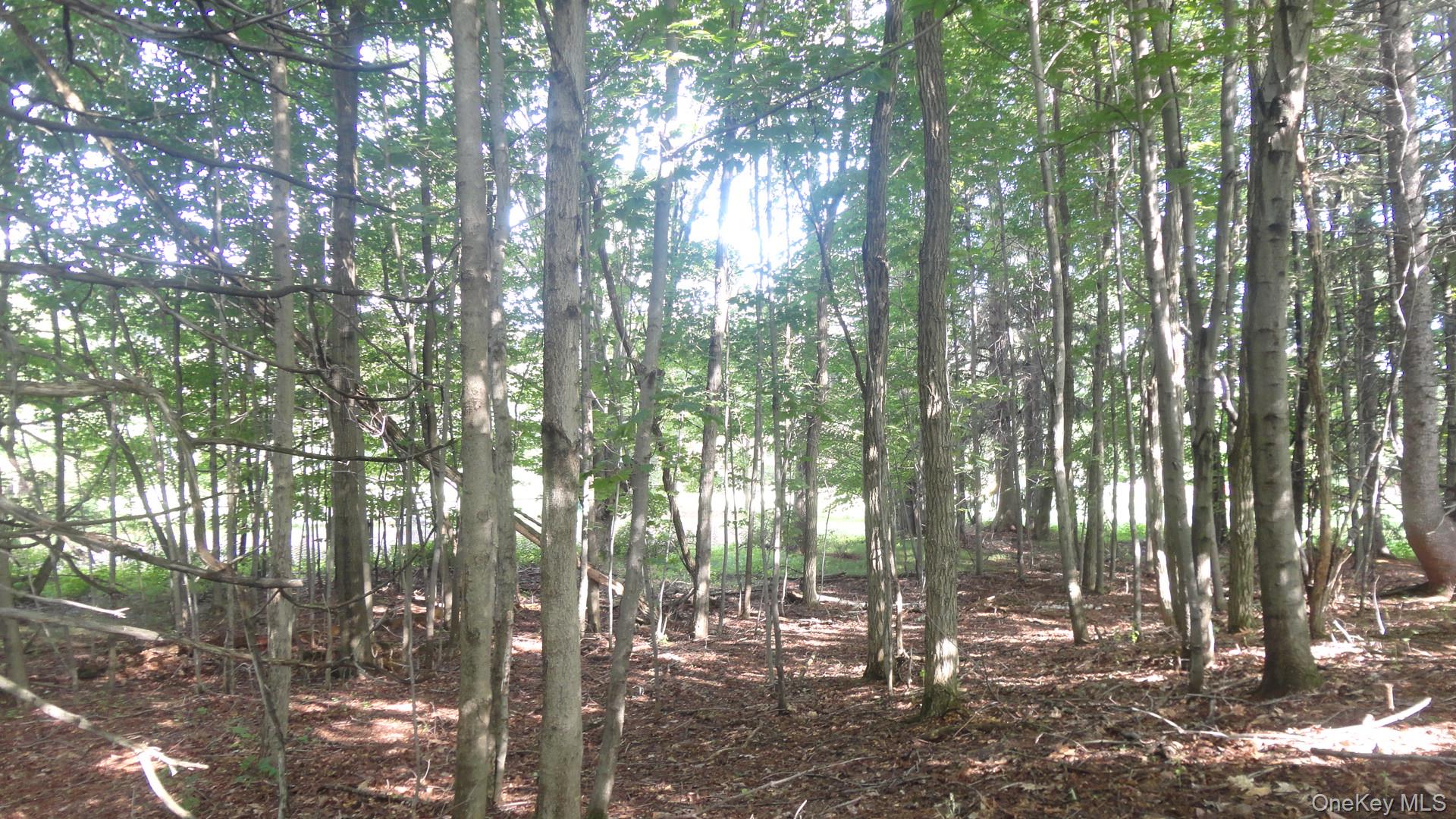 Henry Road Pine Bush, NY 12420 - Photo 6 of 12 a view of forest