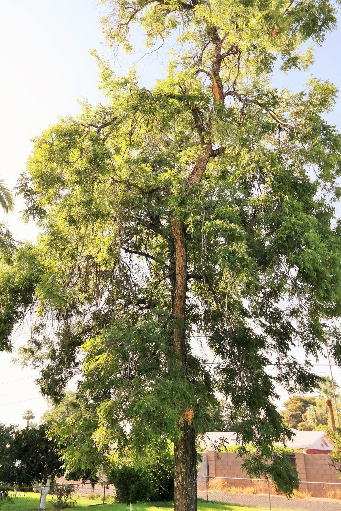 1120 East Ocotillo Road Phoenix, AZ 85020 - Photo 25 of 25 Pecan Tree