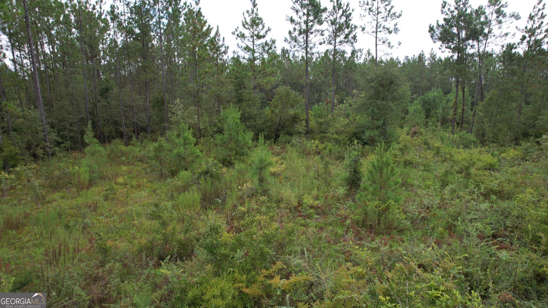 0 Asa Lindsey Road Kite, GA 31049 - Photo 11 of 13 a view of a forest with lots of trees