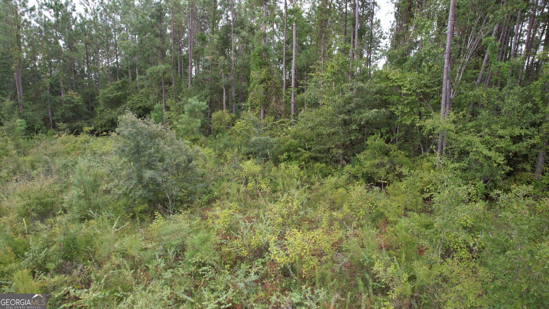 0 Asa Lindsey Road Kite, GA 31049 - Photo 12 of 13 a view of a lush green forest