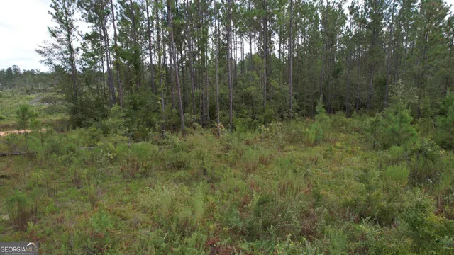 a view of a forest with trees in the background
