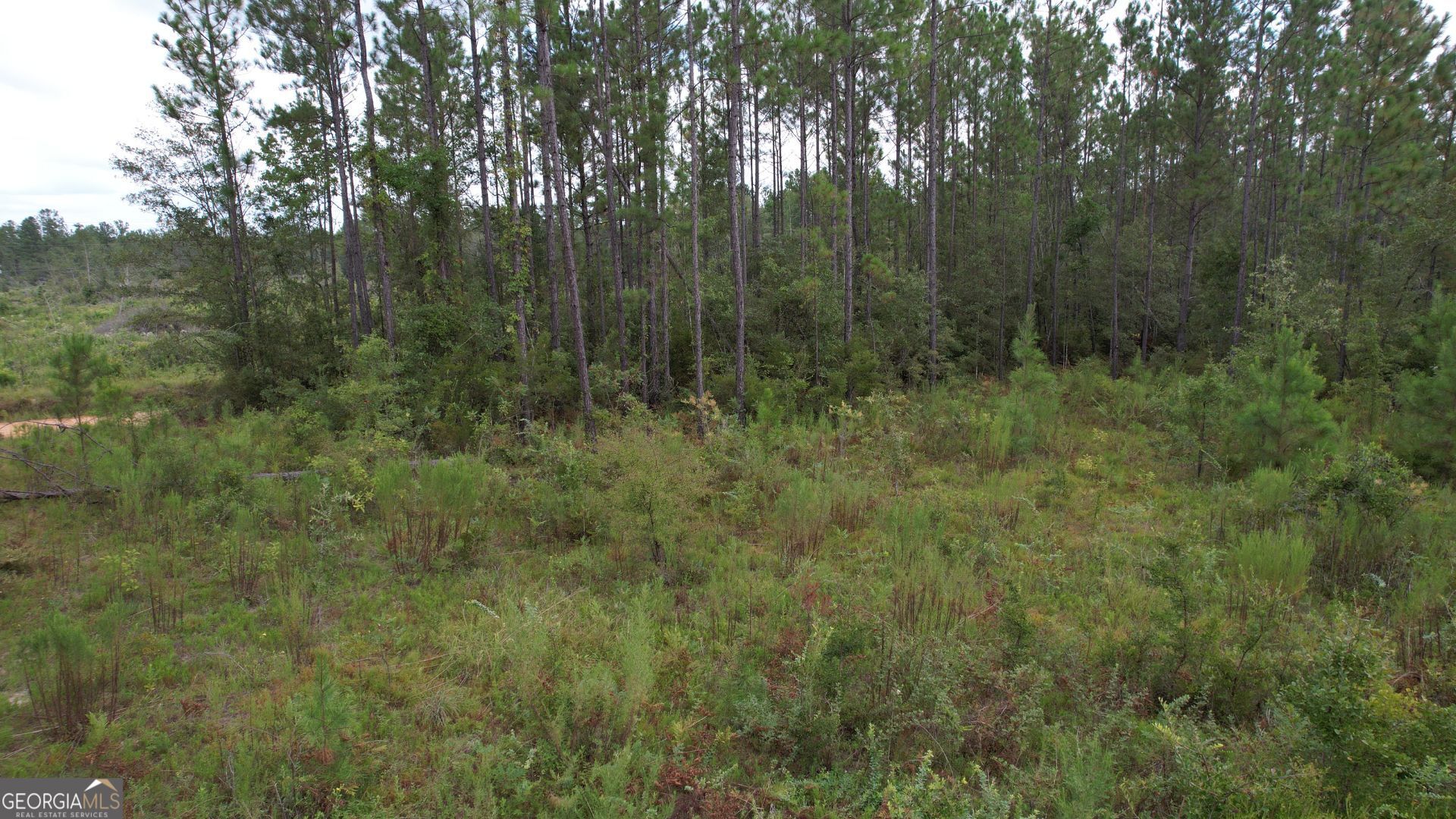 0 Asa Lindsey Road Kite, GA 31049 - Photo 13 of 13 a view of a forest with trees in the background