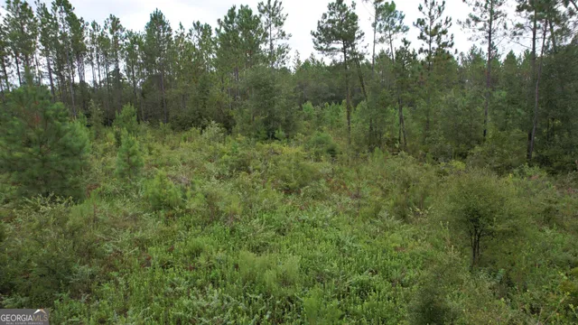 a view of a lush green forest with trees in the background