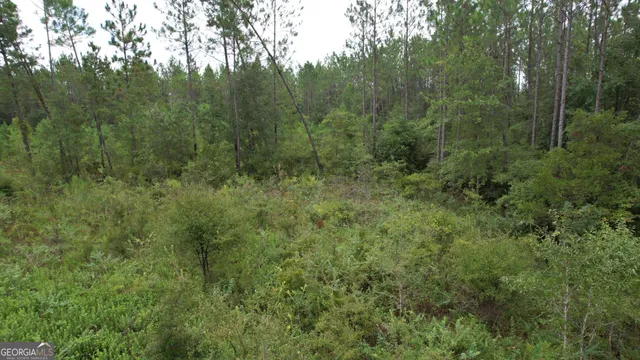 a view of a lush green forest