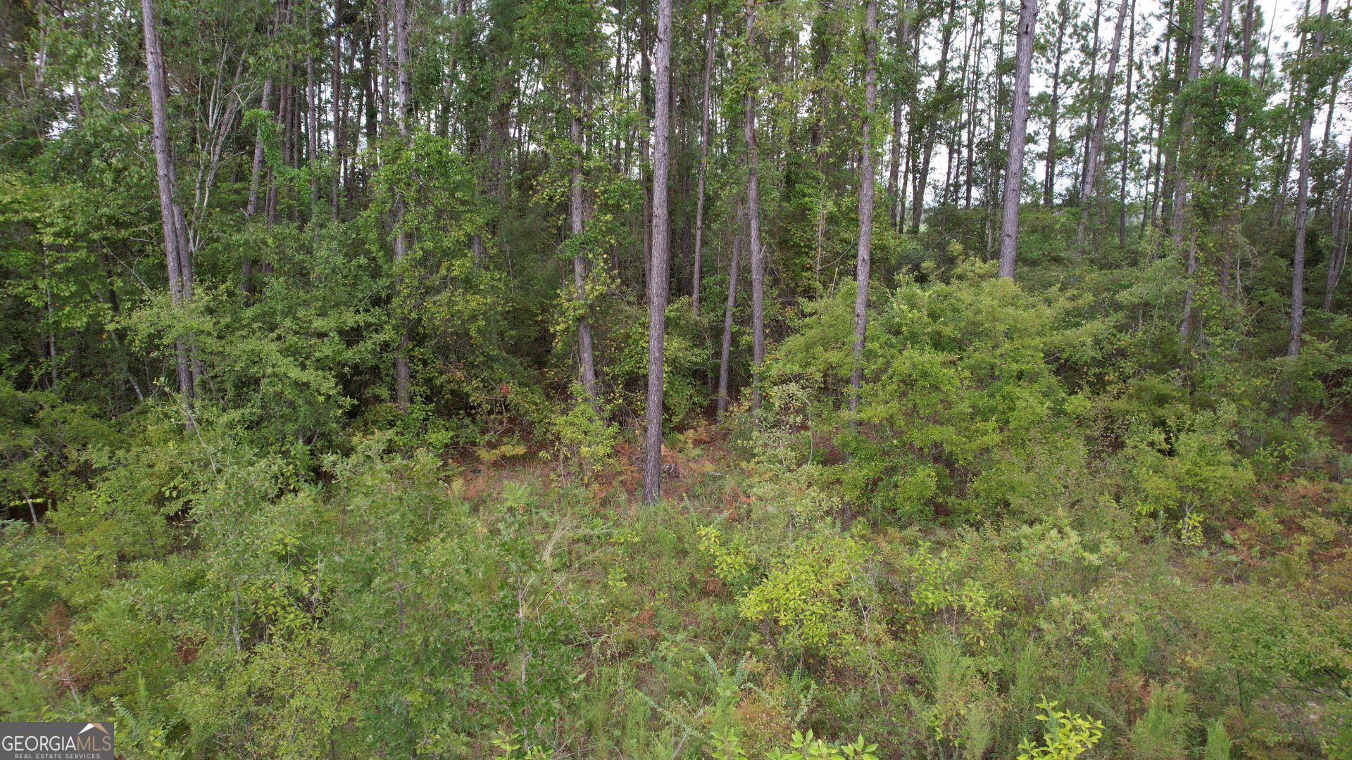 0 Asa Lindsey Road Kite, GA 31049 - Photo 10 of 13 a view of a forest with trees and bushes