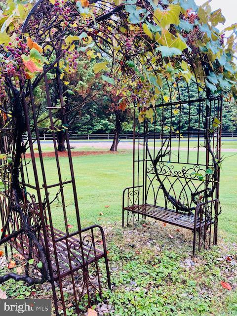 26561 North Point Road Easton, MD 21601 - Photo 30 of 60 Arbor with grape vines