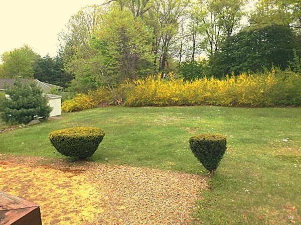 22 Inwood Road Rutland, MA 01543 - Photo 21 of 23 a view of a backyard with plants and lake