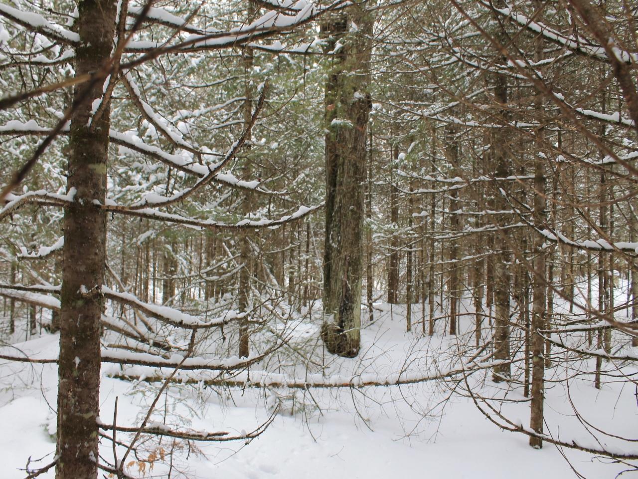 Off East Bay Road, Unit LOT 6 Presque Isle, WI 54557 - Photo 11 of 26 Gallery Image 11