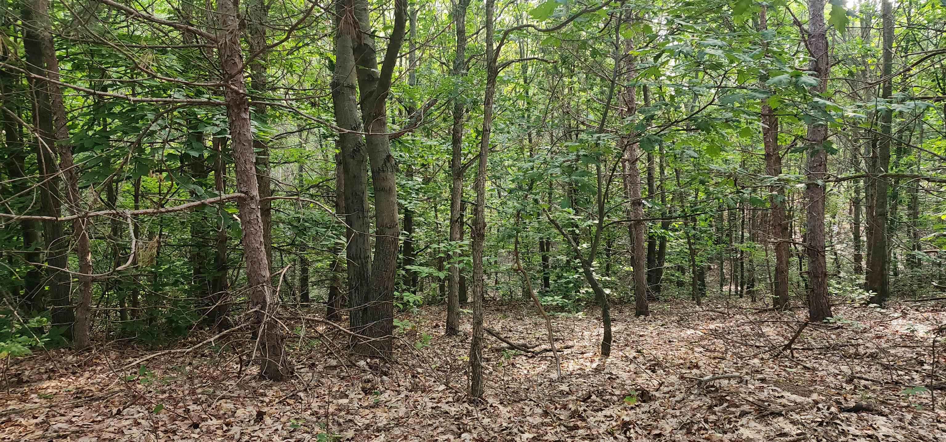 0 West Phelps Road Manton, MI 49663 - Photo 6 of 12