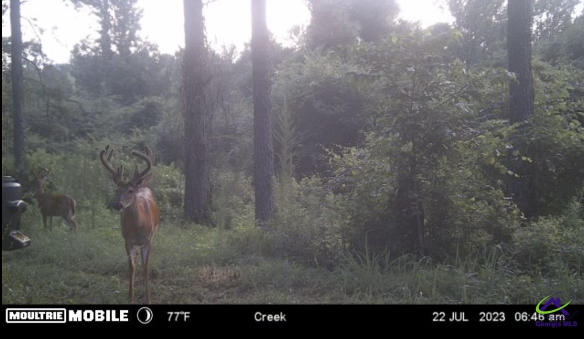 153 Henderson Springs Road Elko, GA 31025 - Photo 9 of 9