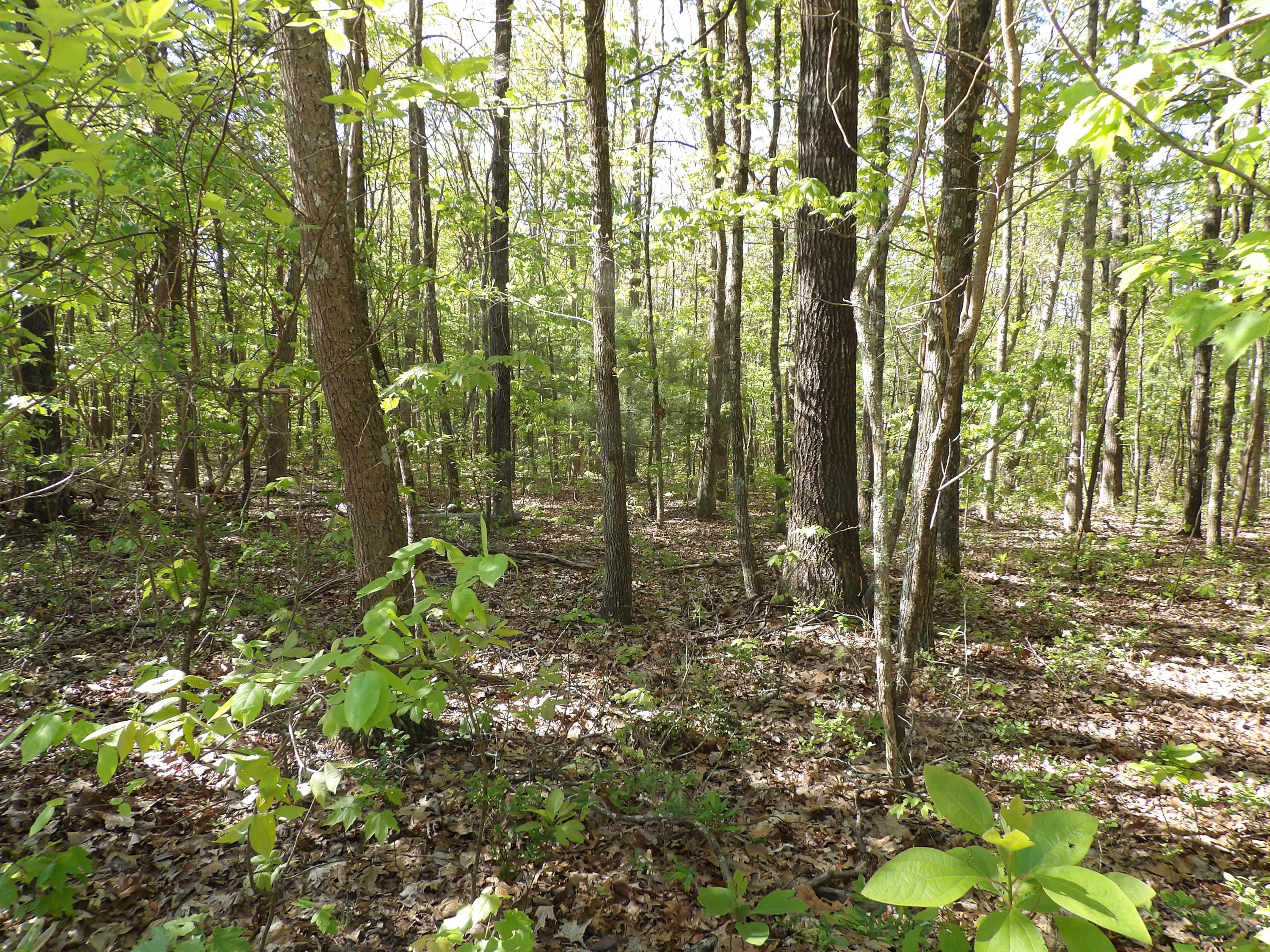 5 West Bluff Road, Unit 76 Pikeville, TN 37367 - Photo 2 of 13 100_0833