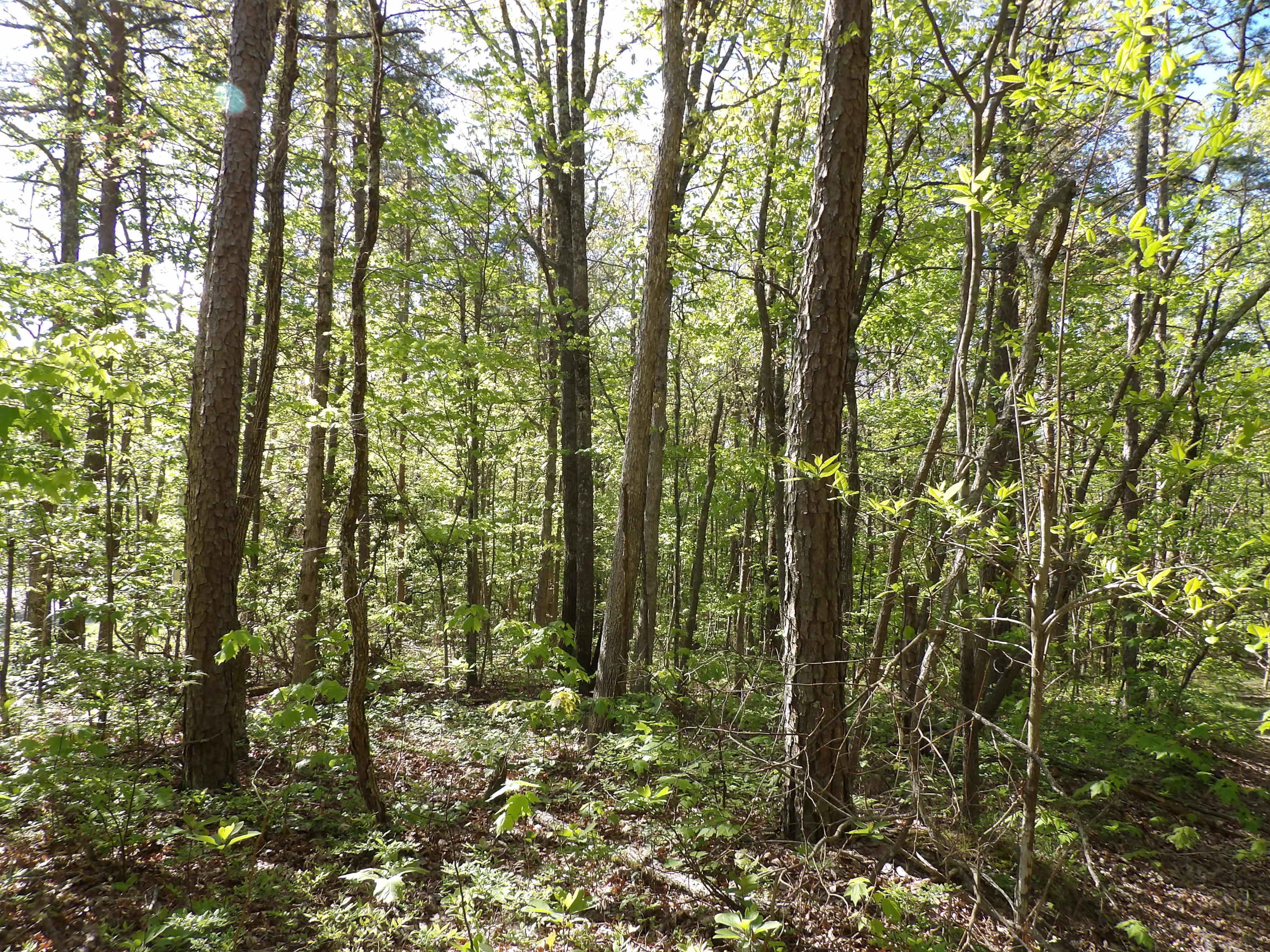 5 West Bluff Road, Unit 76 Pikeville, TN 37367 - Photo 11 of 13 100_0842
