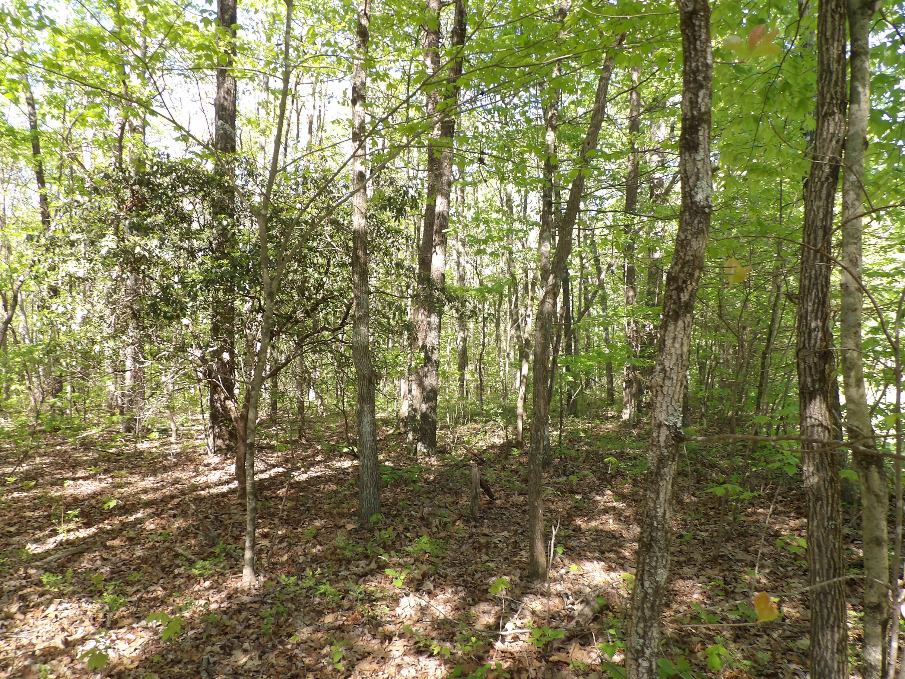 5 West Bluff Road, Unit 76 Pikeville, TN 37367 - Photo 4 of 13 100_0835