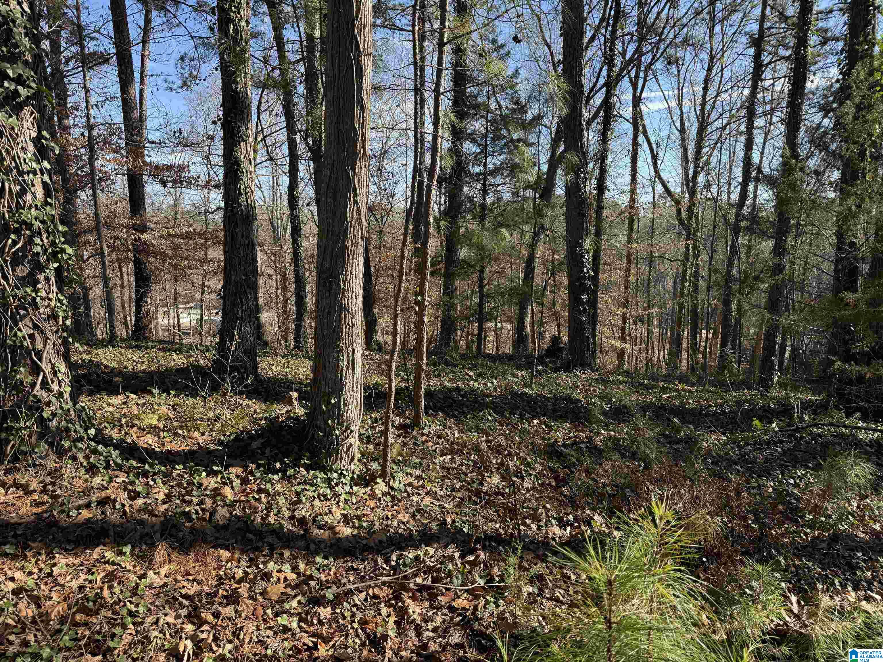 0 Old Georgia Road Fruithurst, AL 36262 - Photo 7 of 10