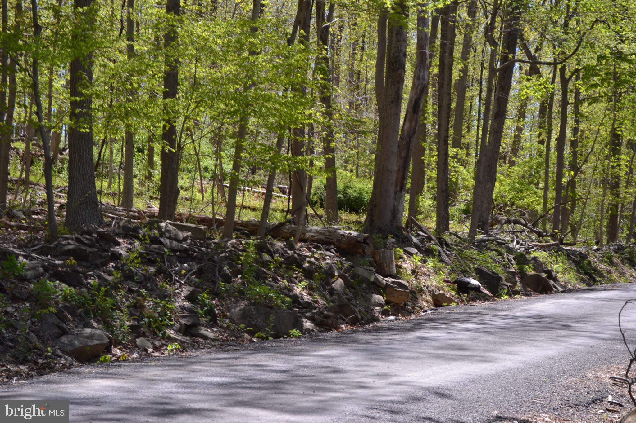 7201 Swagger Road New Hope, PA 18938 - Photo 28 of 33 View Across Street