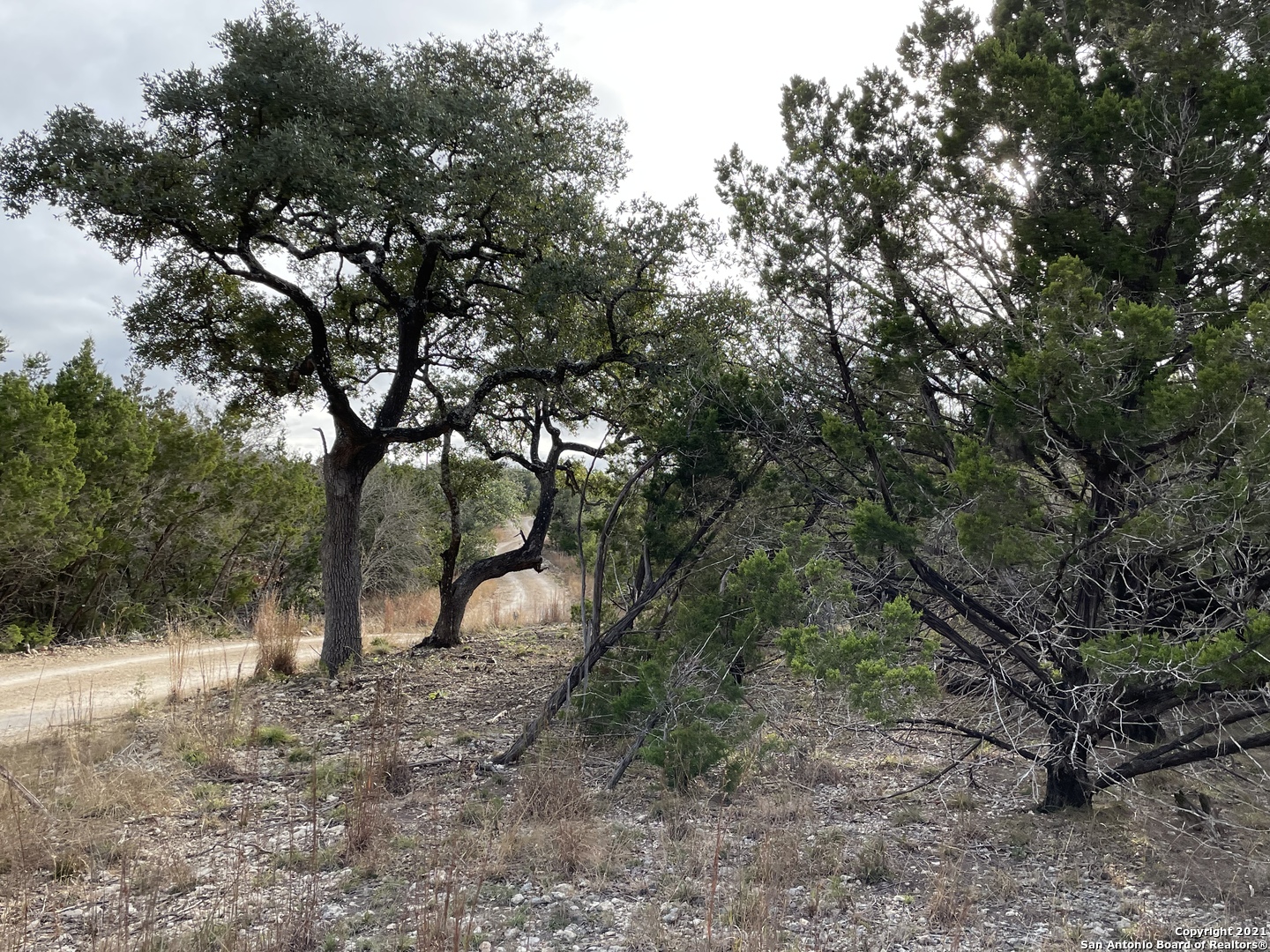 1490 Red Rock Road Kendalia, TX 78027 - Photo 1 of 5 a view of a forest filled with trees