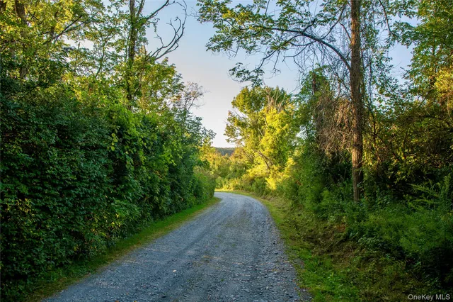 a view of a yard with plants and a large tree