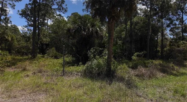 a view of a forest with a tree