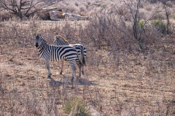 $2,652,510 | Crush Ranch, Clarendon, TX 79226