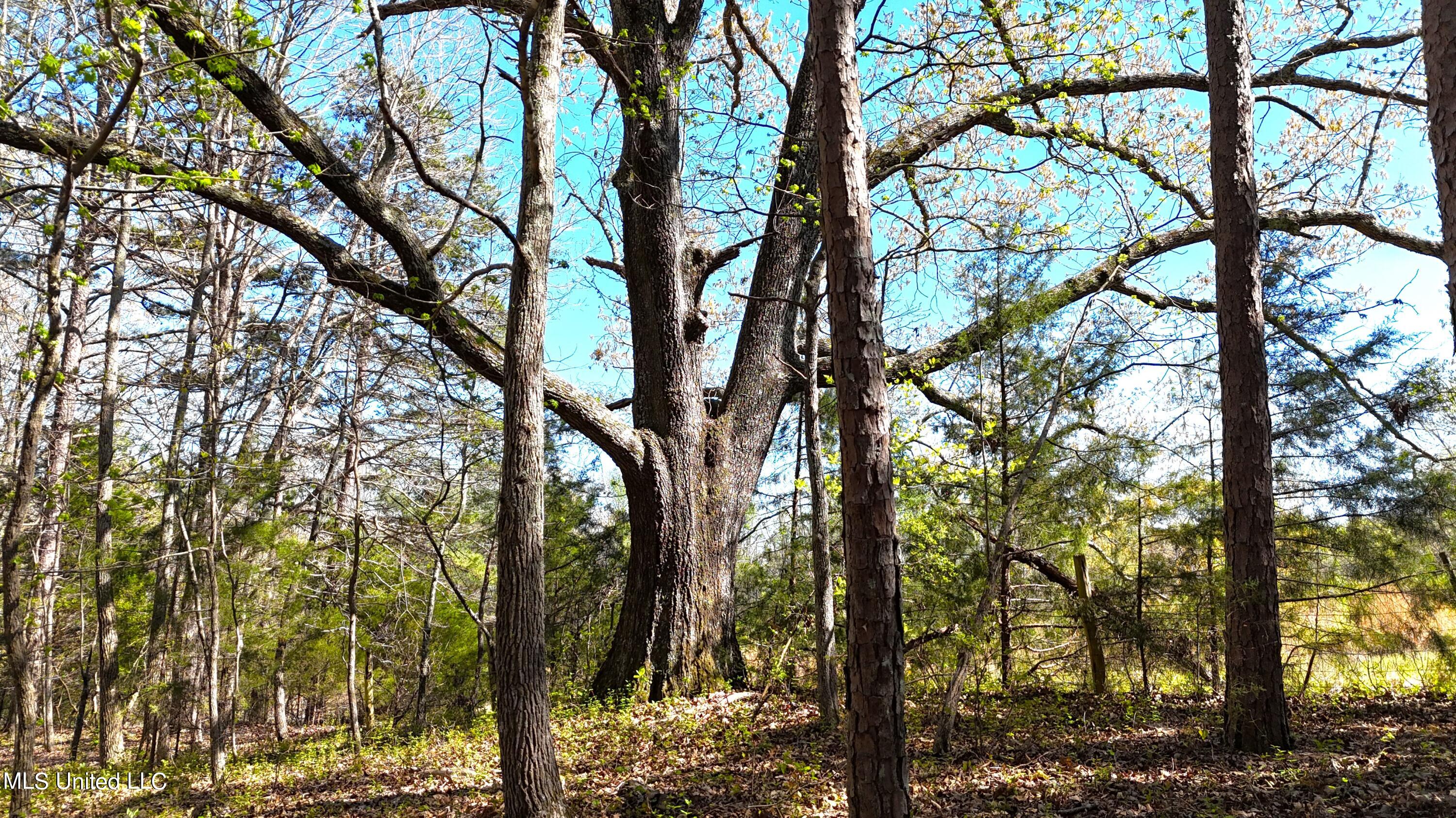 429 Allen Corner Road Lamar, MS 38642 - Photo 23 of 33 DJI_20240404150954_0310_D