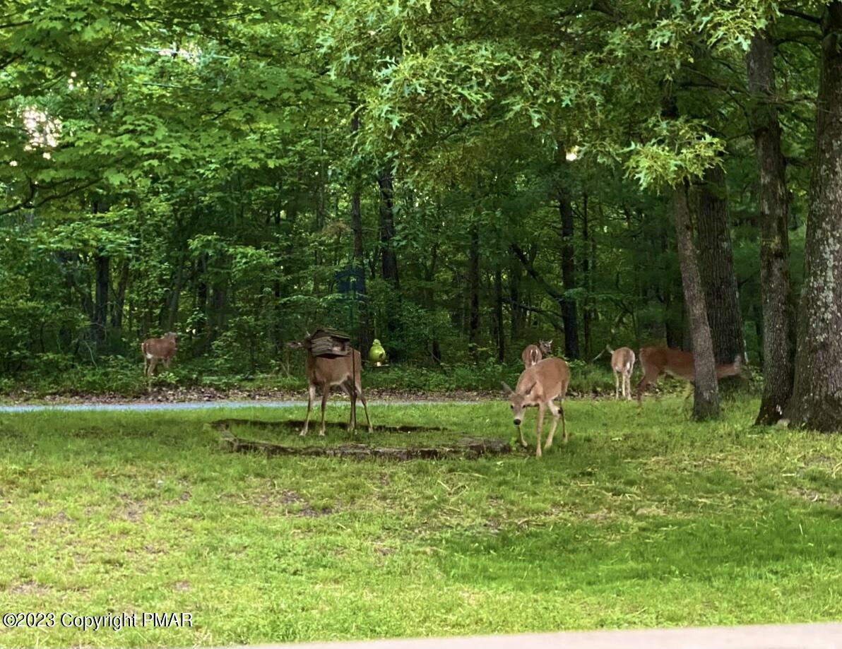 447 Ridge Road Stroudsburg, PA 18360 - Photo 68 of 94 wildlife