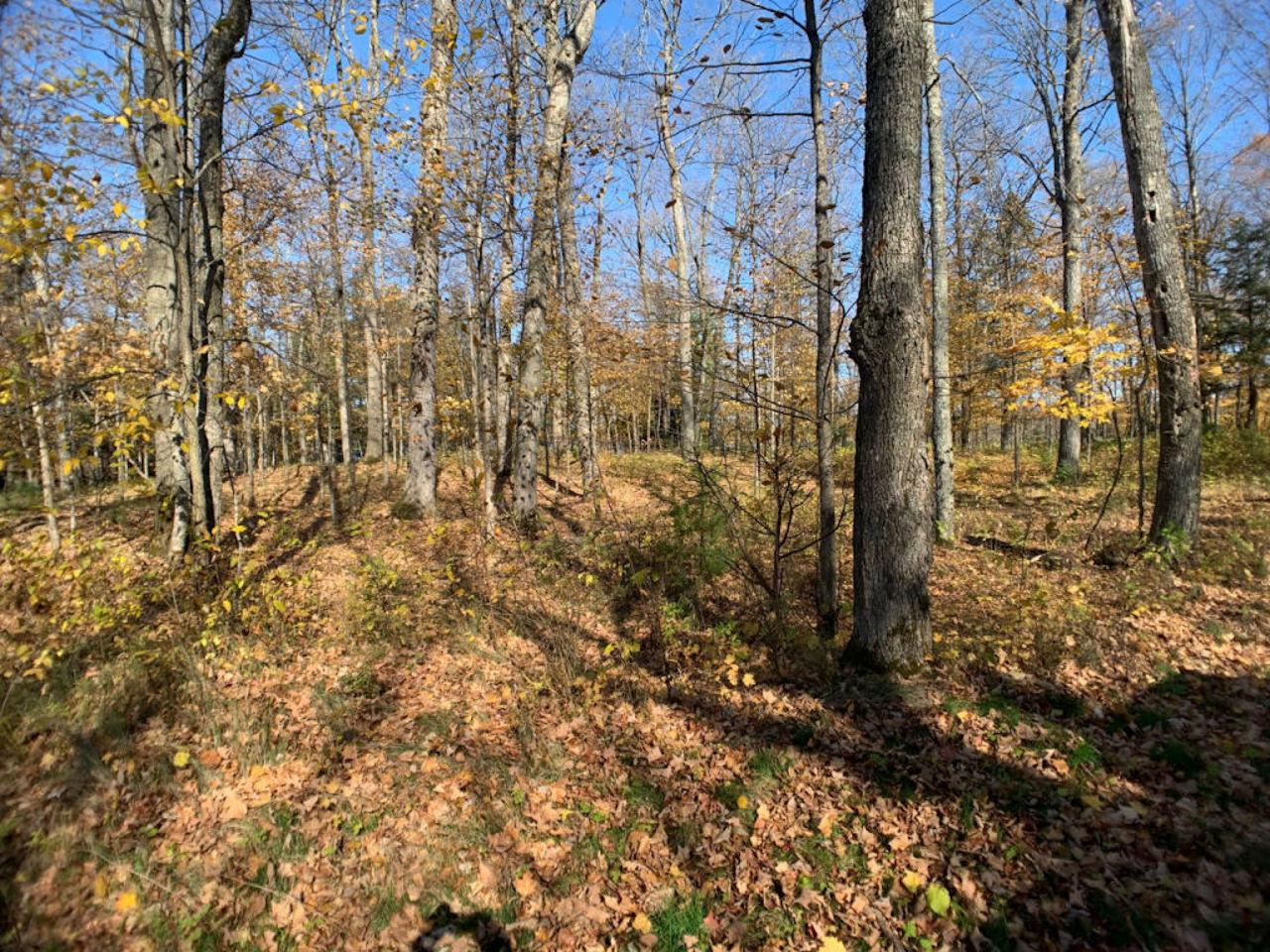 Lot2 Lot2 Cth Ff Mercer, WI 54547 - Photo 4 of 29 Gallery Image 4
