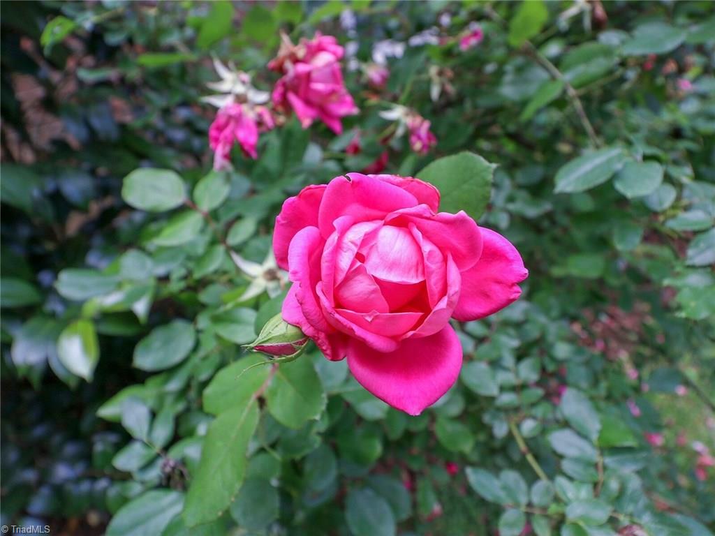 540 Lindley Road Greensboro, NC 27410 - Photo 27 of 29 Lovely flowers all around the exterior of the home.
