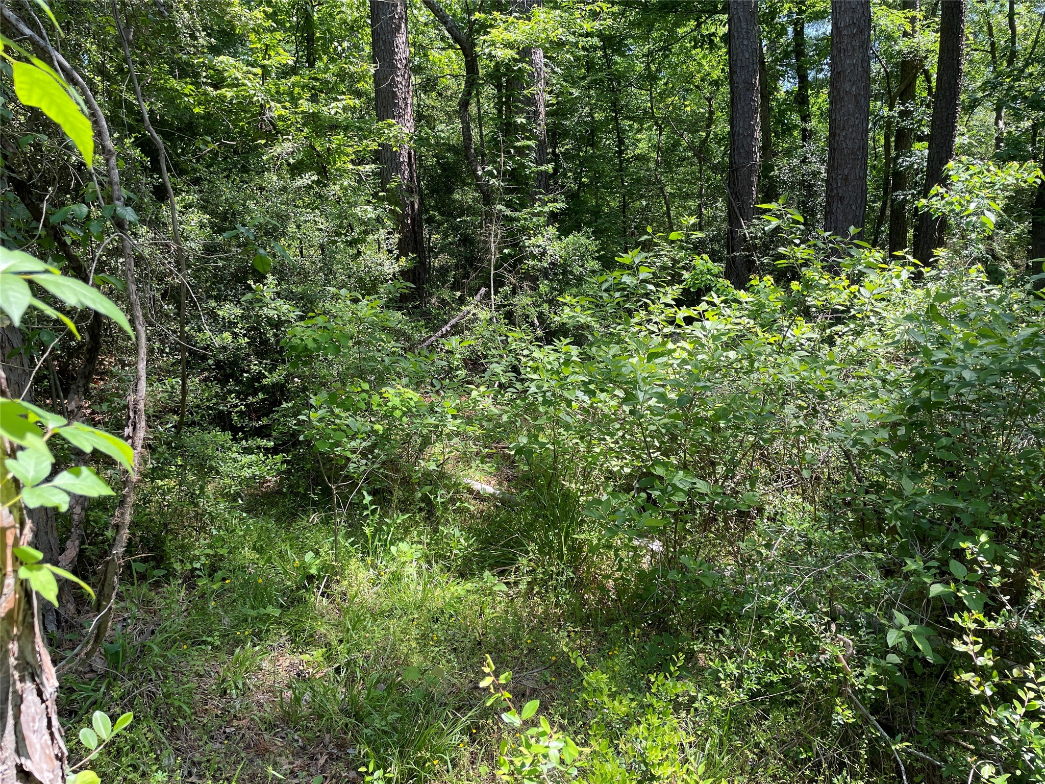 366-374 Rain Forest Road Onalaska, TX 77360 - Photo 2 of 6