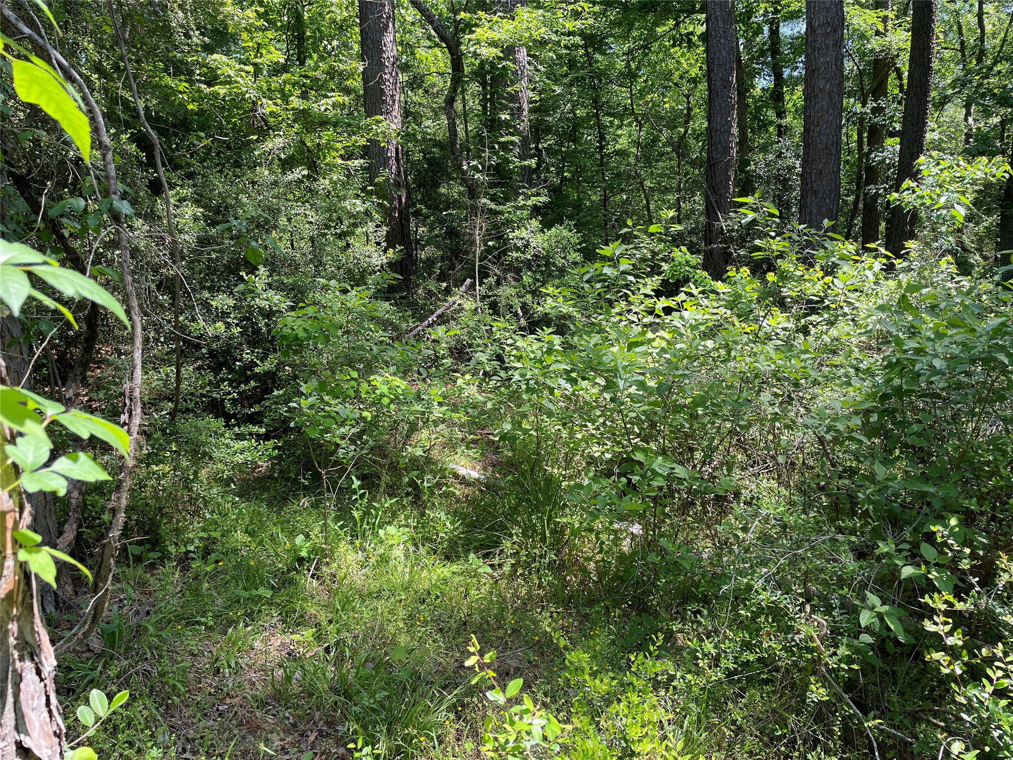 366-374 Rain Forest Road Onalaska, TX 77360 - Photo 2 of 6