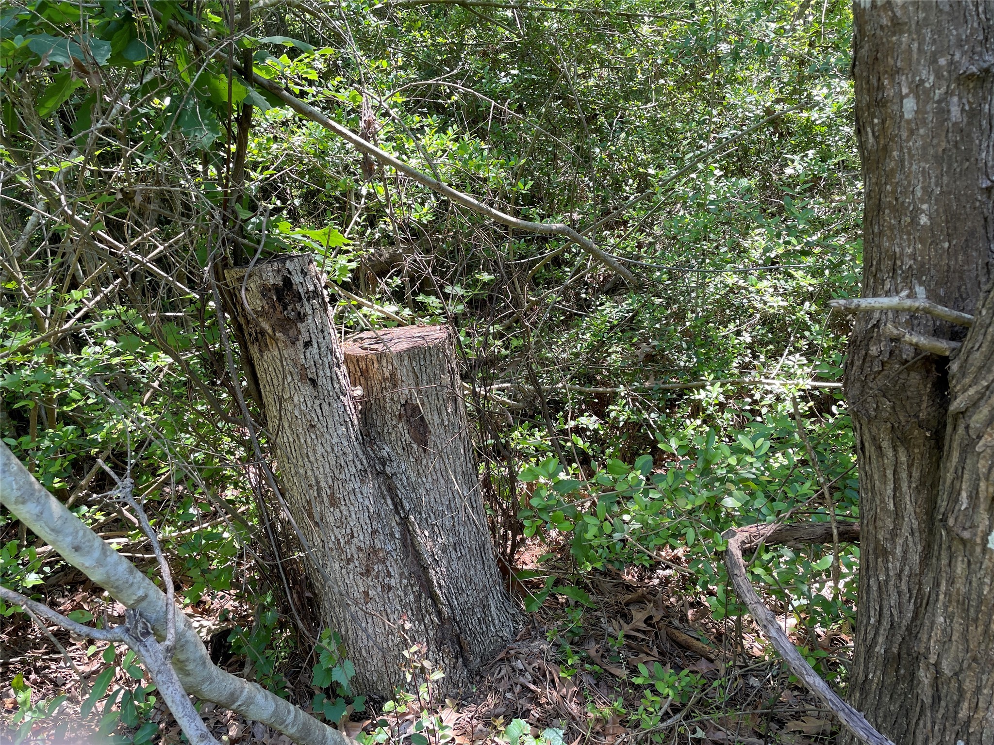 366-374 Rain Forest Road Onalaska, TX 77360 - Photo 3 of 6