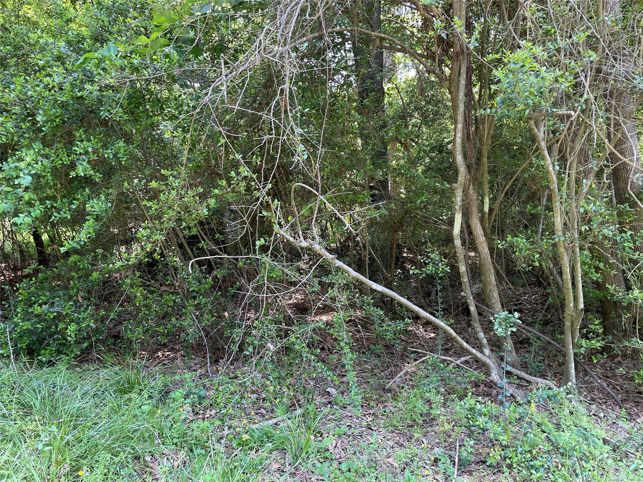 366-374 Rain Forest Road Onalaska, TX 77360 - Photo 4 of 6