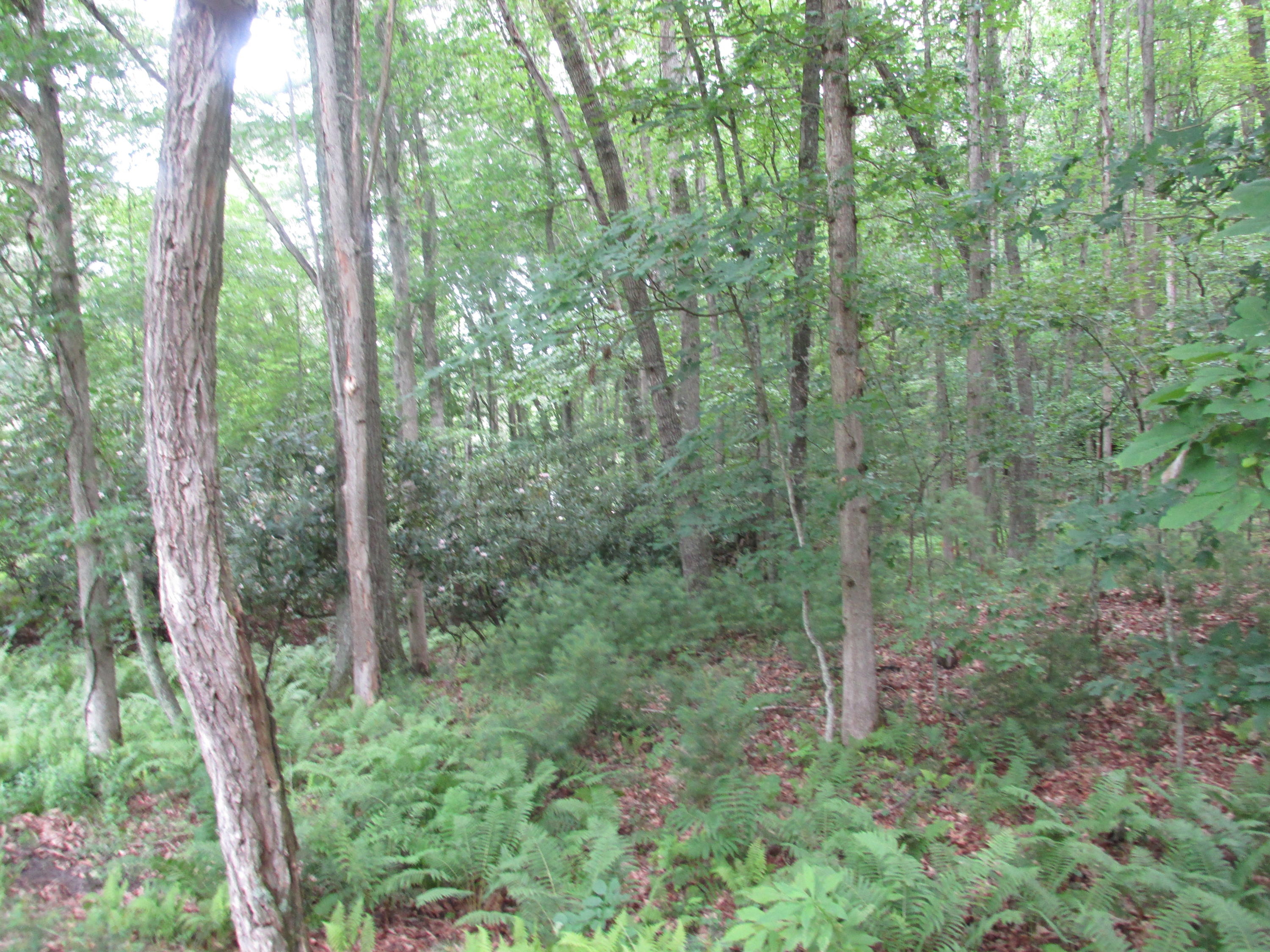 749 Pyles Road Hillsboro, WV 24946 - Photo 12 of 23 Gallery Image 12