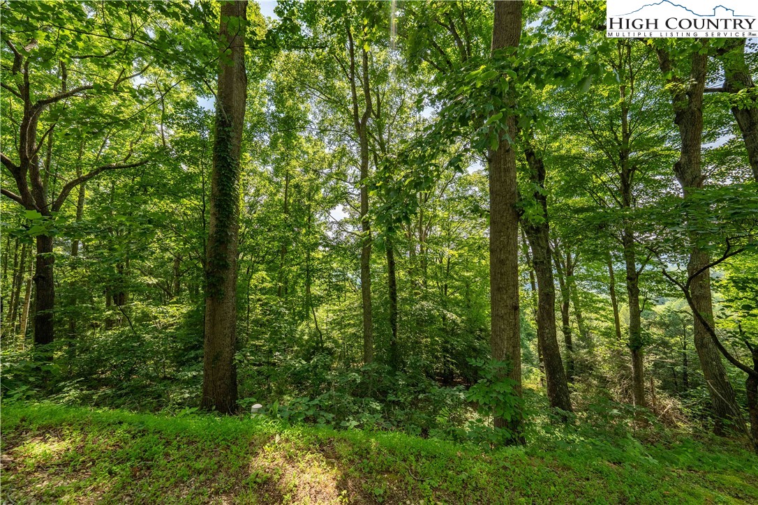 Lot 33 Lake Ridge Butler, TN 37640 - Photo 28 of 30 a view of a lush green forest