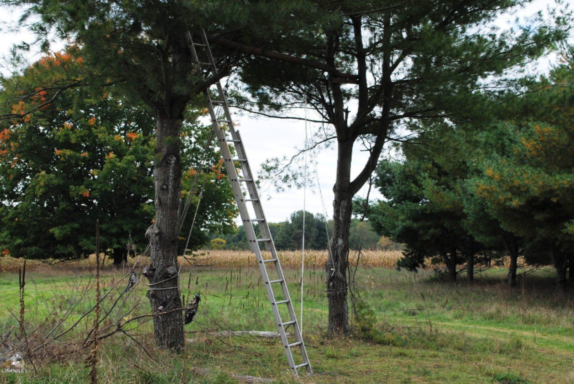 V/l South Masten Road Branch, MI 49402 - Photo 7 of 28 BUCK POLE